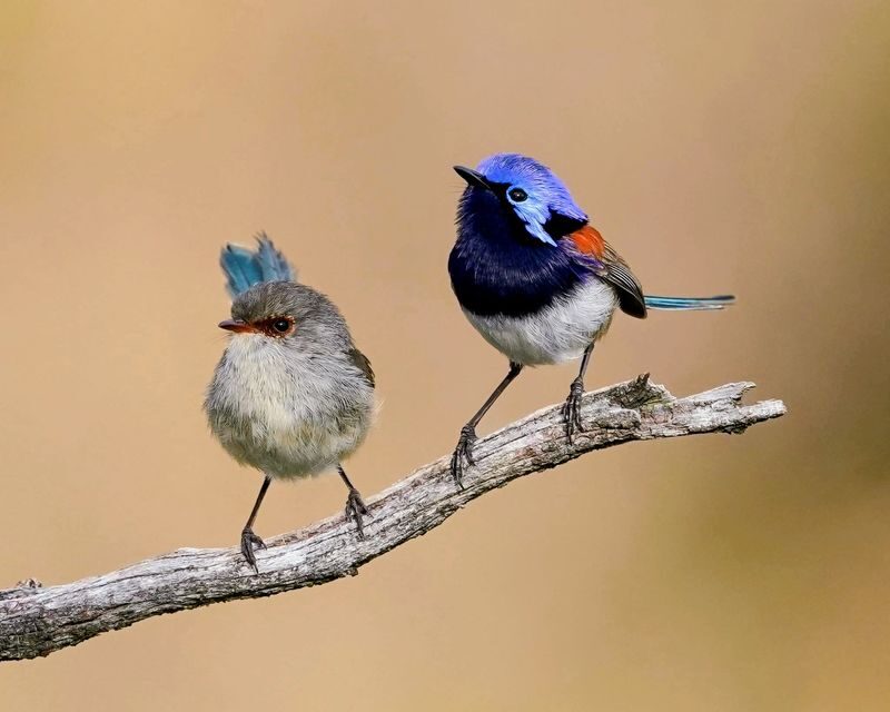 Perth Barna Mia & Dryandra Full-Day Wildlife Tour with Stargazing - Dinner in the bush is part of the day