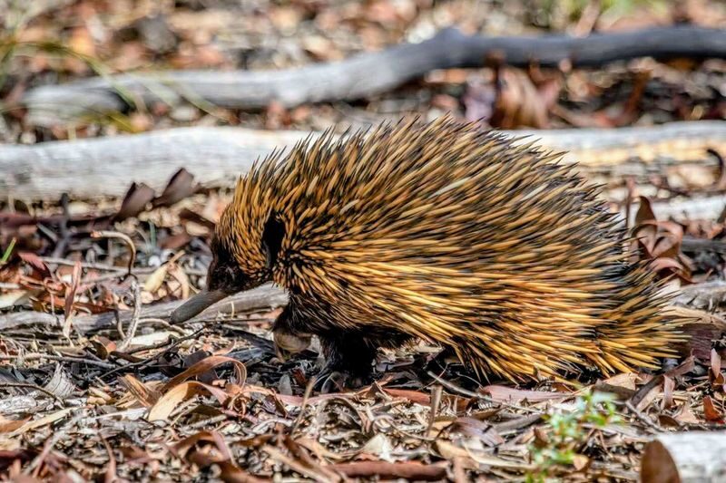 Perth Barna Mia & Dryandra Full-Day Wildlife Tour with Stargazing - Stargazing adds a second kind of night-life