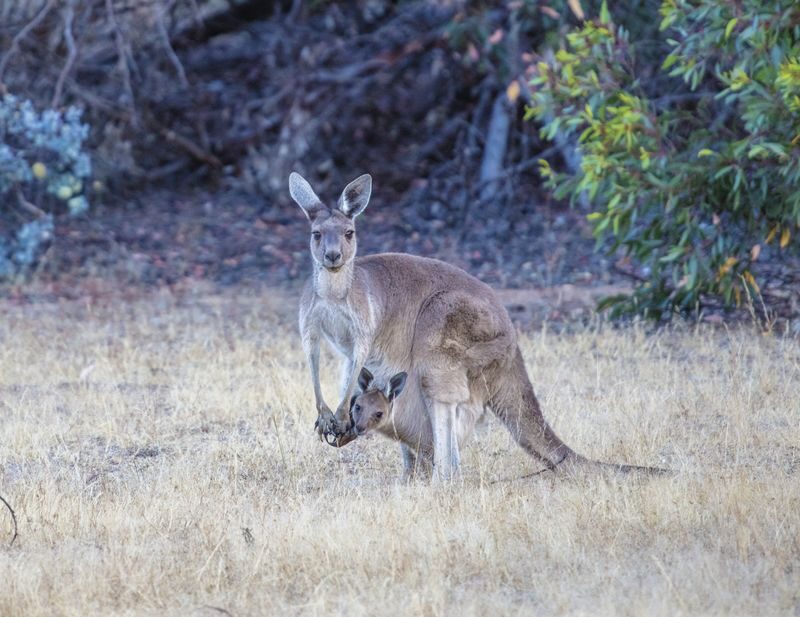 Perth Barna Mia & Dryandra Full-Day Wildlife Tour with Stargazing - What the price gets you, and what to check