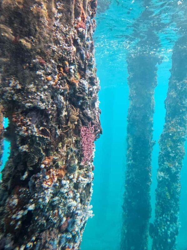 Perth: Busselton Jetty Full - Day Guided Tour - Authentic Insights from Travelers