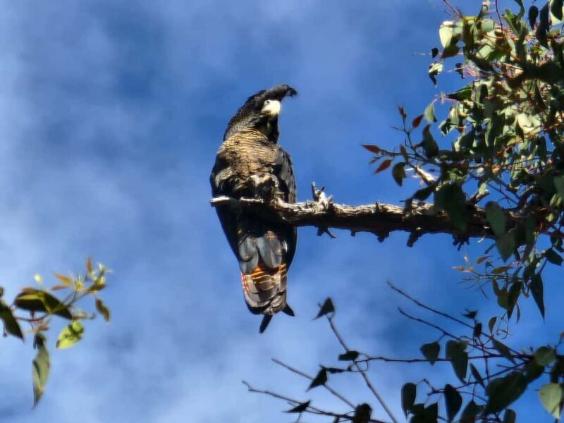 Perth: Darling Range Twilight Wander - FAQs about the Darling Range Twilight Wander