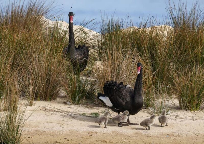 Perth Landmarks & Scenic Foreshore - Guided Bike Tour - Good To Know