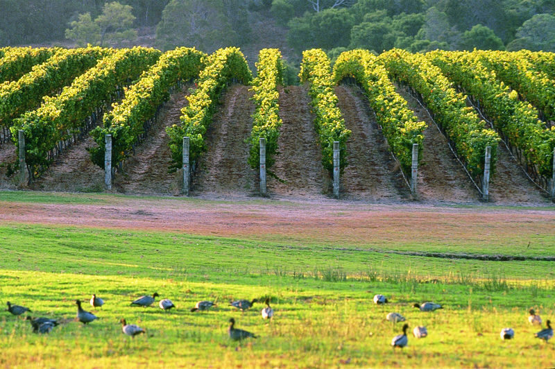 Perth Margaret River 2-Day Discovery with Lighthouse & Wineries - What to know before you book
