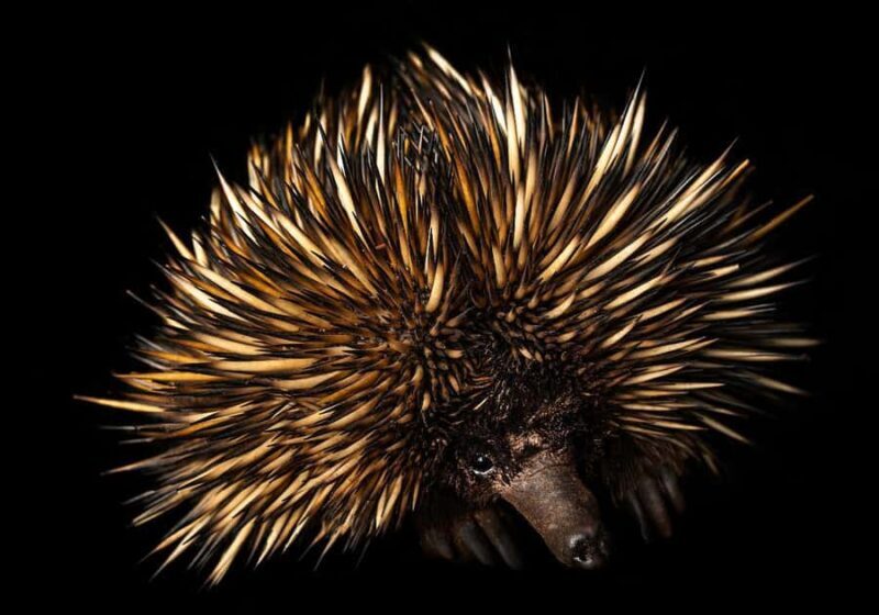 Perth: Nocturnal Night Stalk Tour with WA Wildlife Encounter - A Closer Look at the Experience