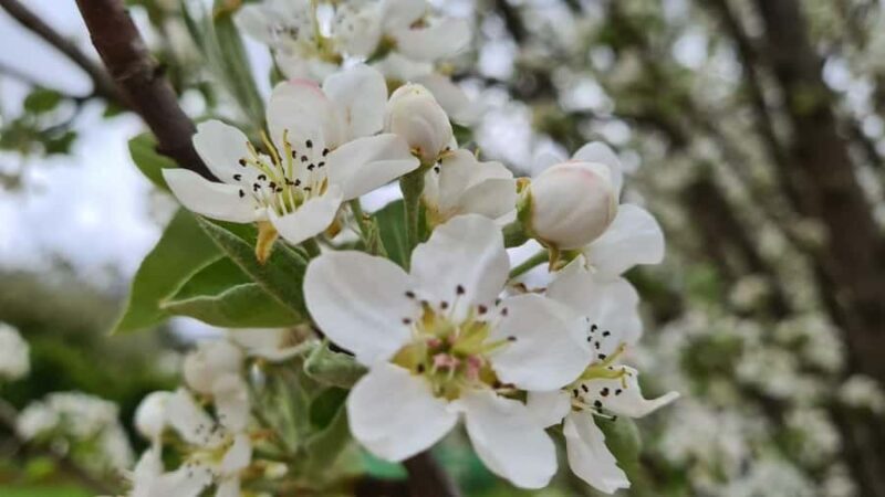 Perth: Perth Hills Hike, Wine & Dine - Transition to Relaxation at Core Cider House