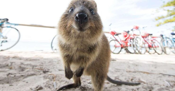 Perth: Rottnest Island Ferry Round-Trip Ticket - Booking Information
