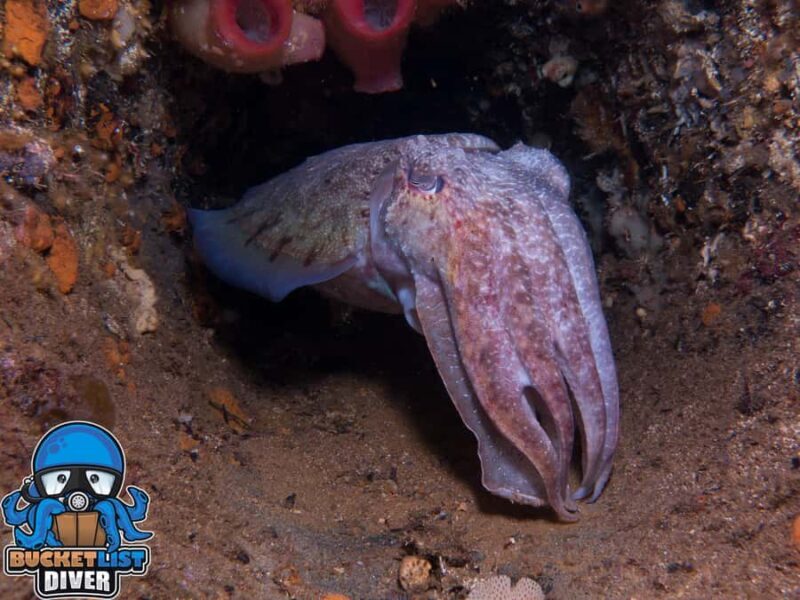 Perth: Rottnest Island Scuba Diving Day Trip-Certified Diver - Good To Know