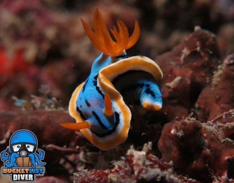 Perth: Rottnest Island Scuba Diving Day Trip-Certified Diver - What to Expect on the Day Trip