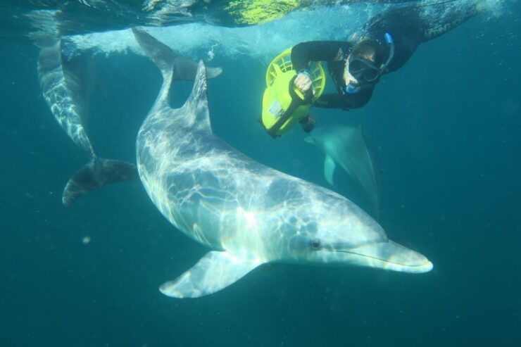 Perth: Swim With Wild Dolphins Tour - Activity Details