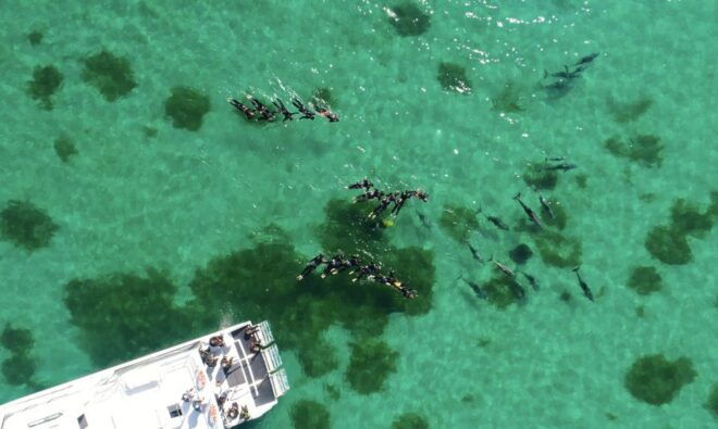Perth: Swim With Wild Dolphins Tour - Review Summary