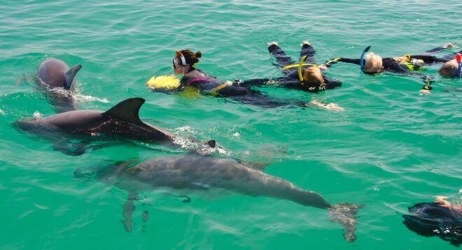 Perth: Swim With Wild Dolphins Tour - Directions