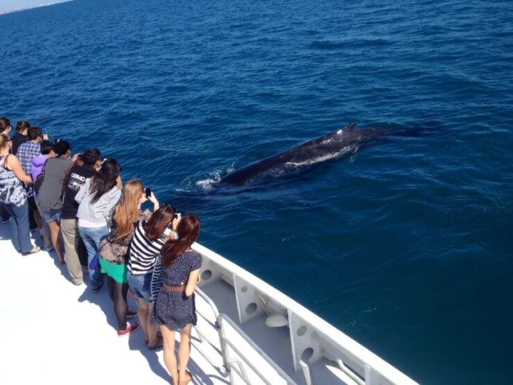 Perth: Whale Watching Cruise From Hillarys Boat Harbor - Booking Details