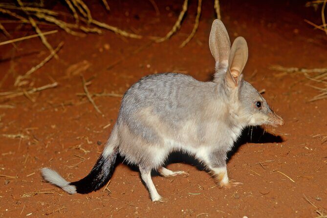 Perth Wildlife Tour Under the Stars with Dinner - Good To Know