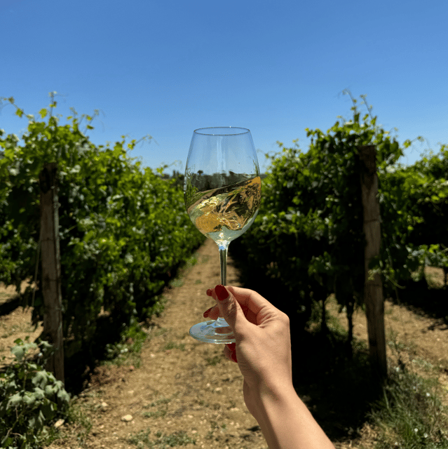 Perugia: Bike Tour and Wine Tasting in the Vineyards - The Joy of Biking Through Vineyards