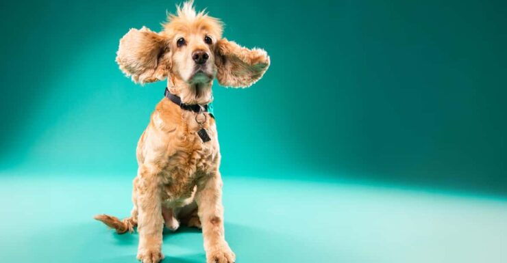 Pet Photography Studio Session With Family Portraits - Good To Know