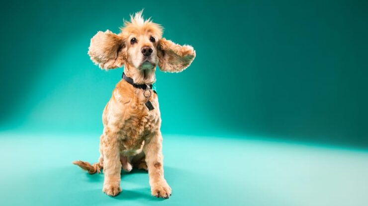 Pet Photography Studio Session With Family Portraits - Experience Highlights