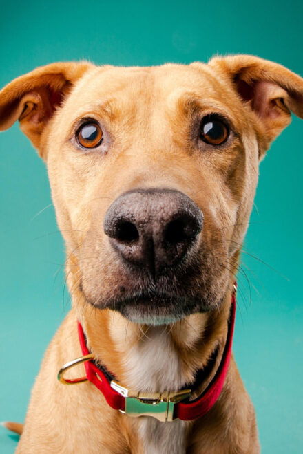 Pet Photography Studio Session With Family Portraits - Unique Features of Photowoof