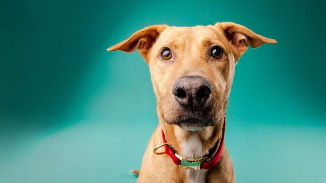 Pet Photography Studio Session With Family Portraits - Deliverables