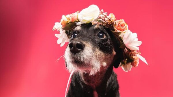 Pet Photography Studio Session With Family Portraits - Preparing for Your Session