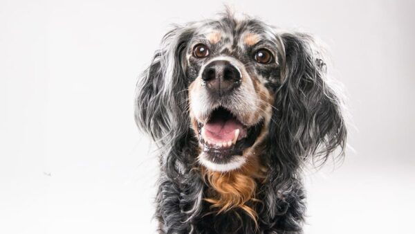 Pet Photography Studio Session With Family Portraits - Tips for Great Pet Photos
