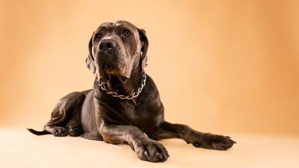 Pet Photography Studio Session With Family Portraits - Booking Your Photography Session
