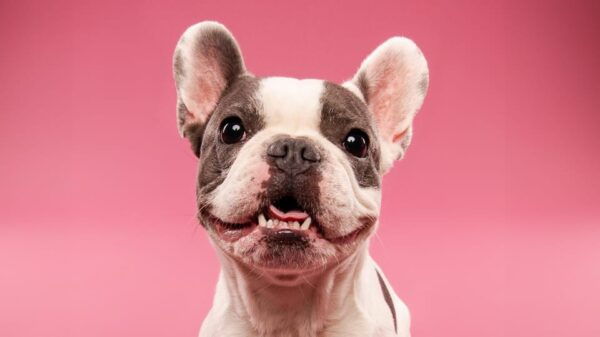 Pet Photography Studio Session With Family Portraits - Frequently Asked Questions