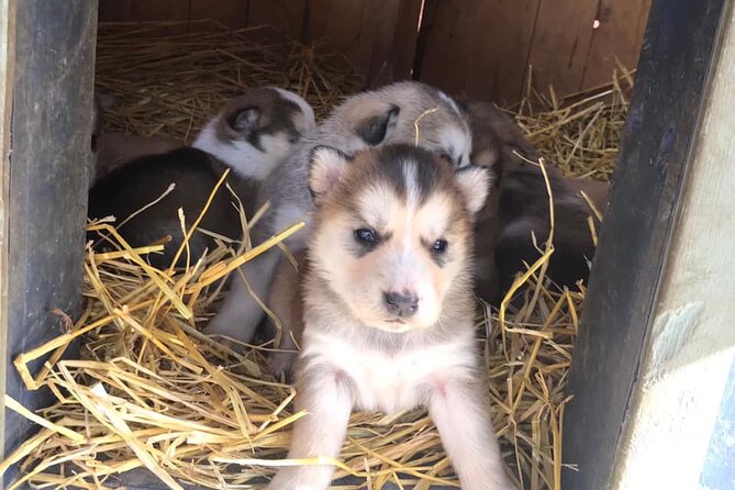 Pet the Pups 7-hour Scenic Journey to the Yukon and Dogsledding Camp - Tour Overview