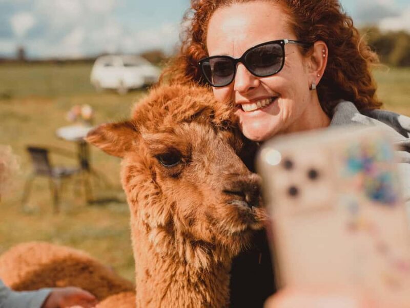 Peterborough: Alpaca Meet and Greet Experience - Good To Know