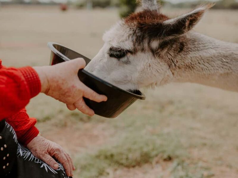 Peterborough: Alpaca Meet and Greet Experience - What Is the Peterborough Alpaca Meet and Greet Experience?