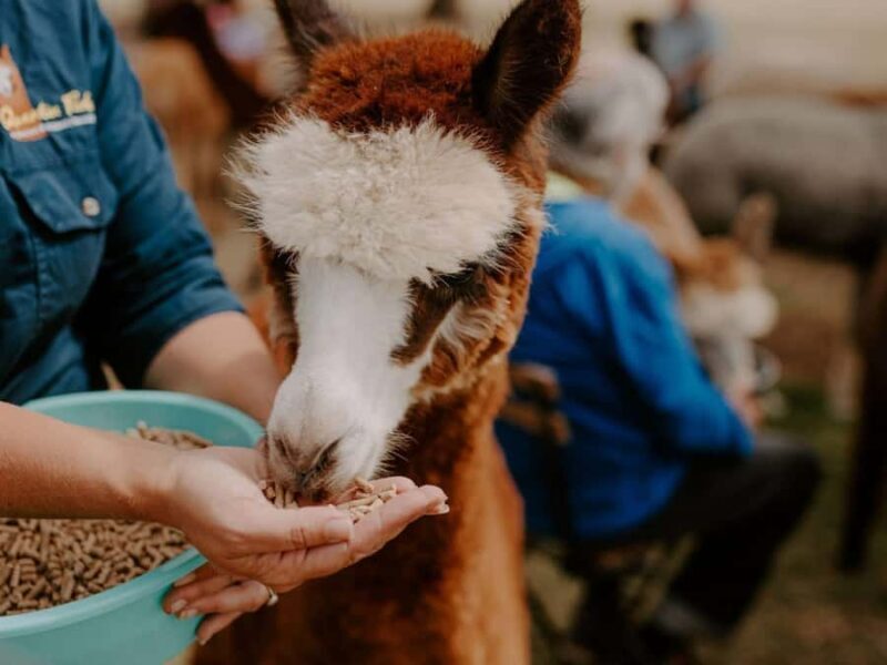 Peterborough: Alpaca Meet and Greet Experience - Practical Details and Tips