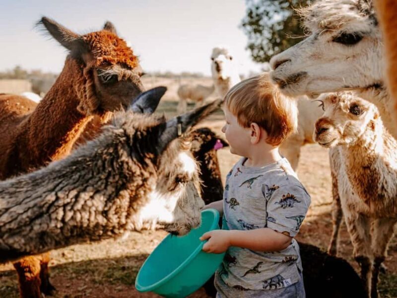 Peterborough: Alpaca Meet and Greet Experience - What Visitors Say (Based on Reviews)