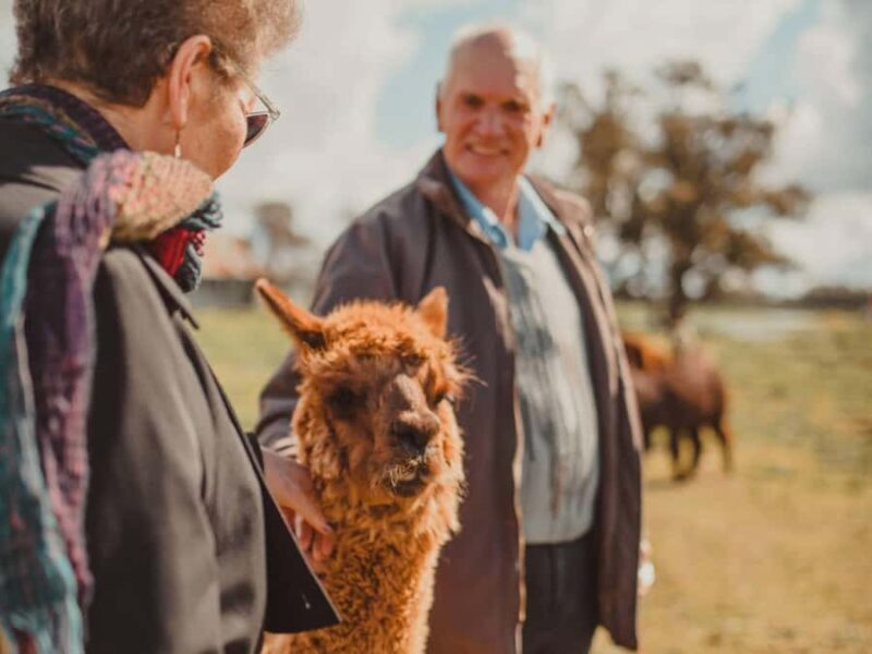 Peterborough: Alpaca Meet and Greet Experience - FAQ