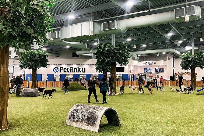 Petfinity Indoor Dog Park in Calgary - Good To Know