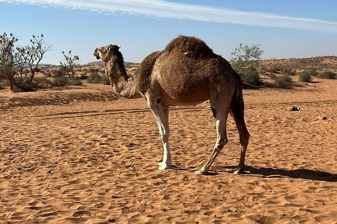 Petit Desert One Day Departure From Agadir - Reviews and Verification