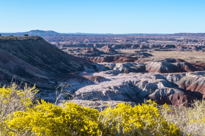 Petrified Forest: Ultimate Self-Guided Driving Tour - Tour Features and Support