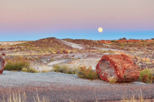 Petrified Forest: Ultimate Self-Guided Driving Tour - Discovering Petrified Forests