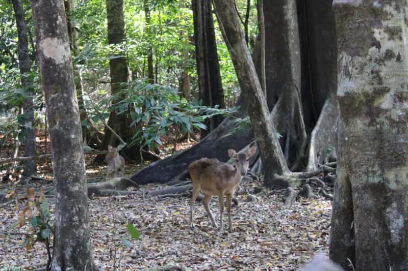 Peucang Island: 3-Day Ujung Kulon National Park EcoTour - What to Expect in Terms of Logistics and Quality