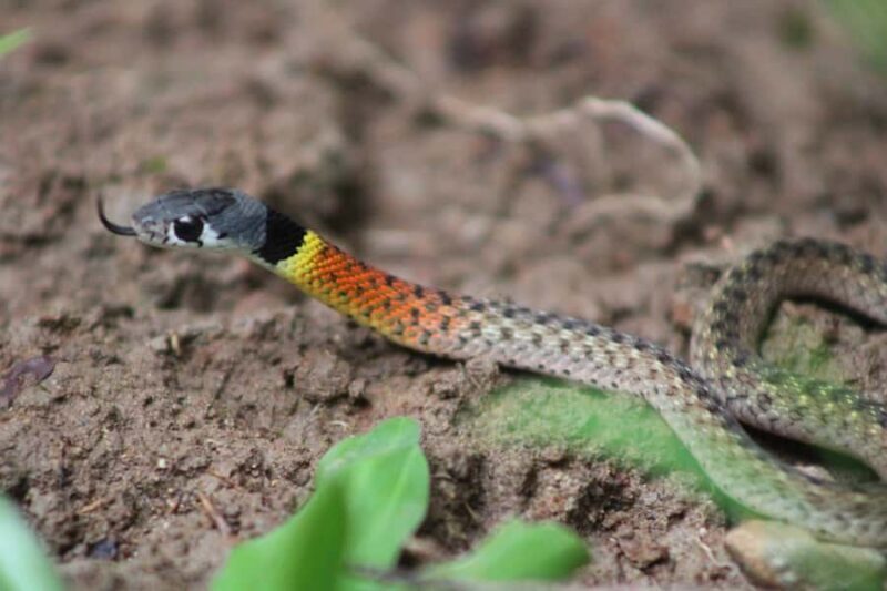 Peucang Island: 3-Day Ujung Kulon National Park EcoTour - FAQs