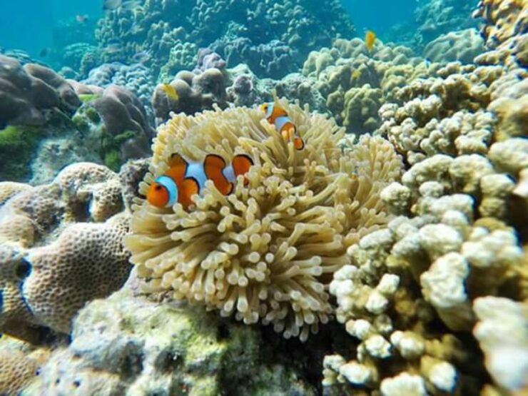 Phi Phi: 4Hrs Bamboo & Phi Phi Tour By Private Longtail Boat - Activity Details