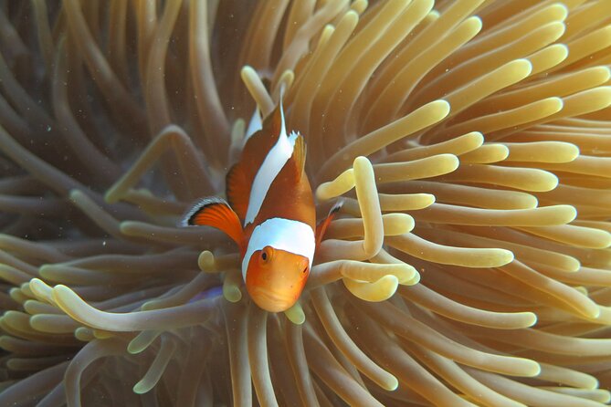 Phi Phi Bamboo Island One-Day Tour With Snorkeling - The Sum Up