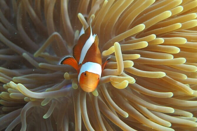 Phi Phi Bamboo Islands Full Day - Premium - FAQ Section