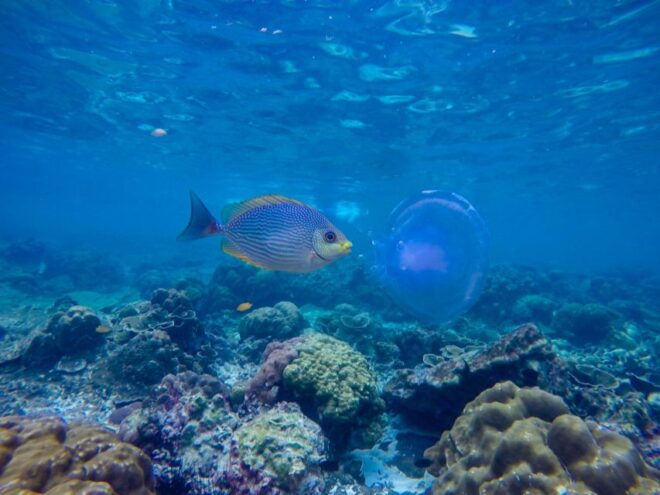 Phi Phi & Bamboo Islands: Premium Day Trip W/ Seaview Lunch - Full Description