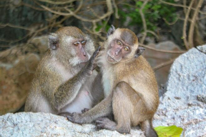 Phi Phi & Bamboo Islands: Premium Day Trip W/ Seaview Lunch - Customer Reviews