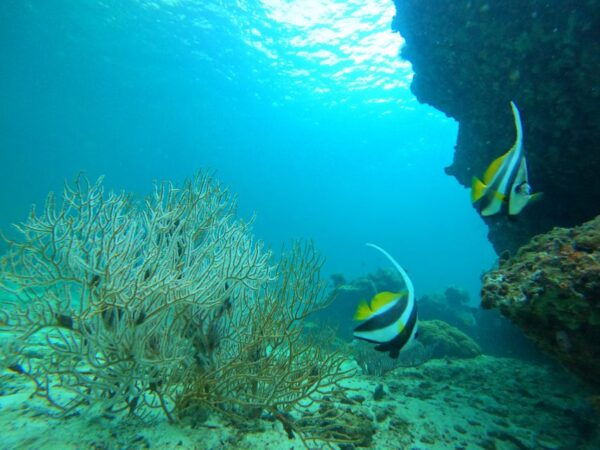 Phi Phi & Bamboo Islands: Premium Day Trip W/ Seaview Lunch - The Sum Up
