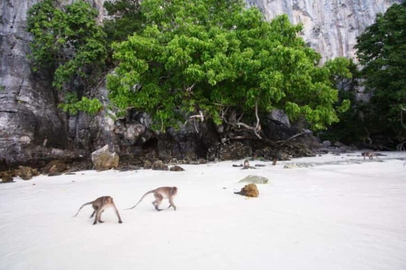 Phi Phi Don: Sunset and Plankton Snorkeling by Speedboat - Practical Tips & Considerations