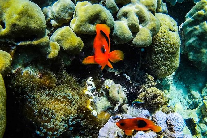 Phi Phi Full Day Tour - Small Group 12 Pax From Krabi - Additional Information