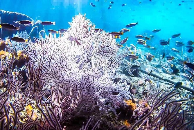 Phi Phi Full Day Tour - Small Group 12 Pax From Krabi - The Sum Up