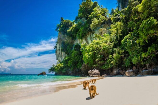 Phi Phi: Half-Day Long-Tail Island Boat Tour Ticket - Full Description of the Tour