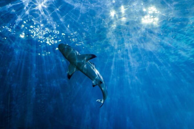 Phi Phi Half Day Tour by Longtail Boat - Customer Reviews