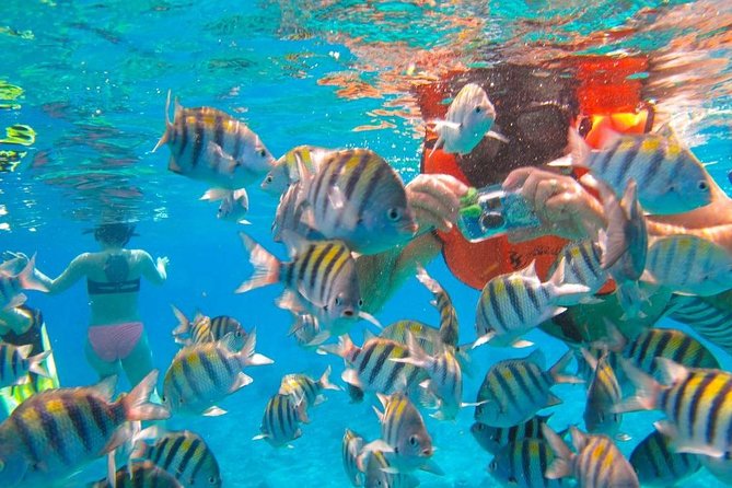 Phi Phi Half Day Tour Speed Boat Tour - Itinerary Highlights